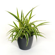 Chlorophytum Ocean + Cache pot Anthracite /